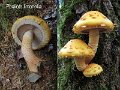 Pholiota limonella-amf1435-1